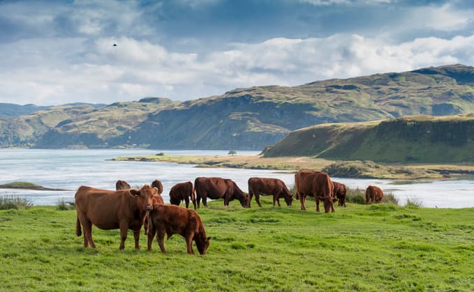 p1 Scotland Beef grazing 679x419 1