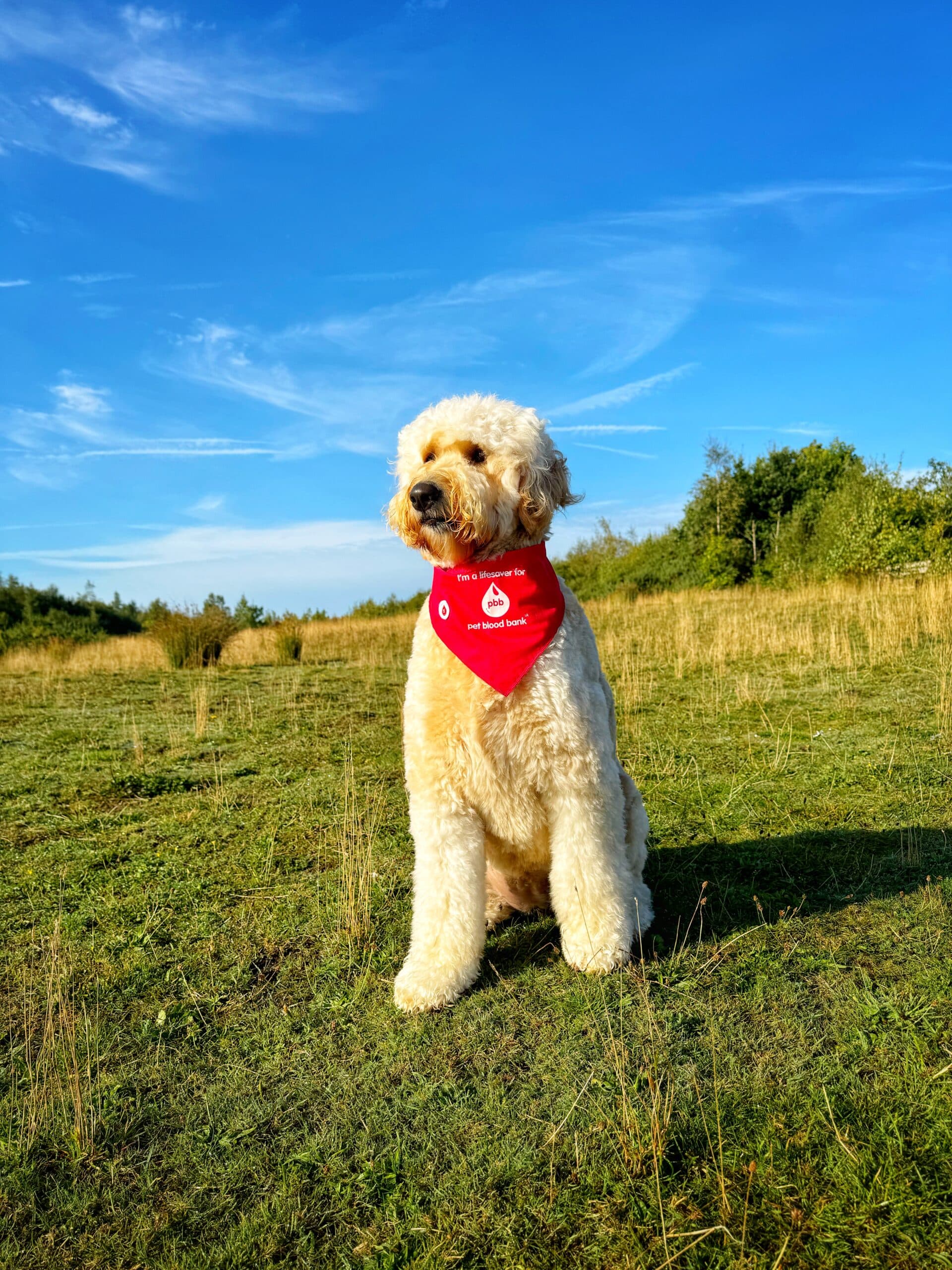 Orla Goldendoodle August