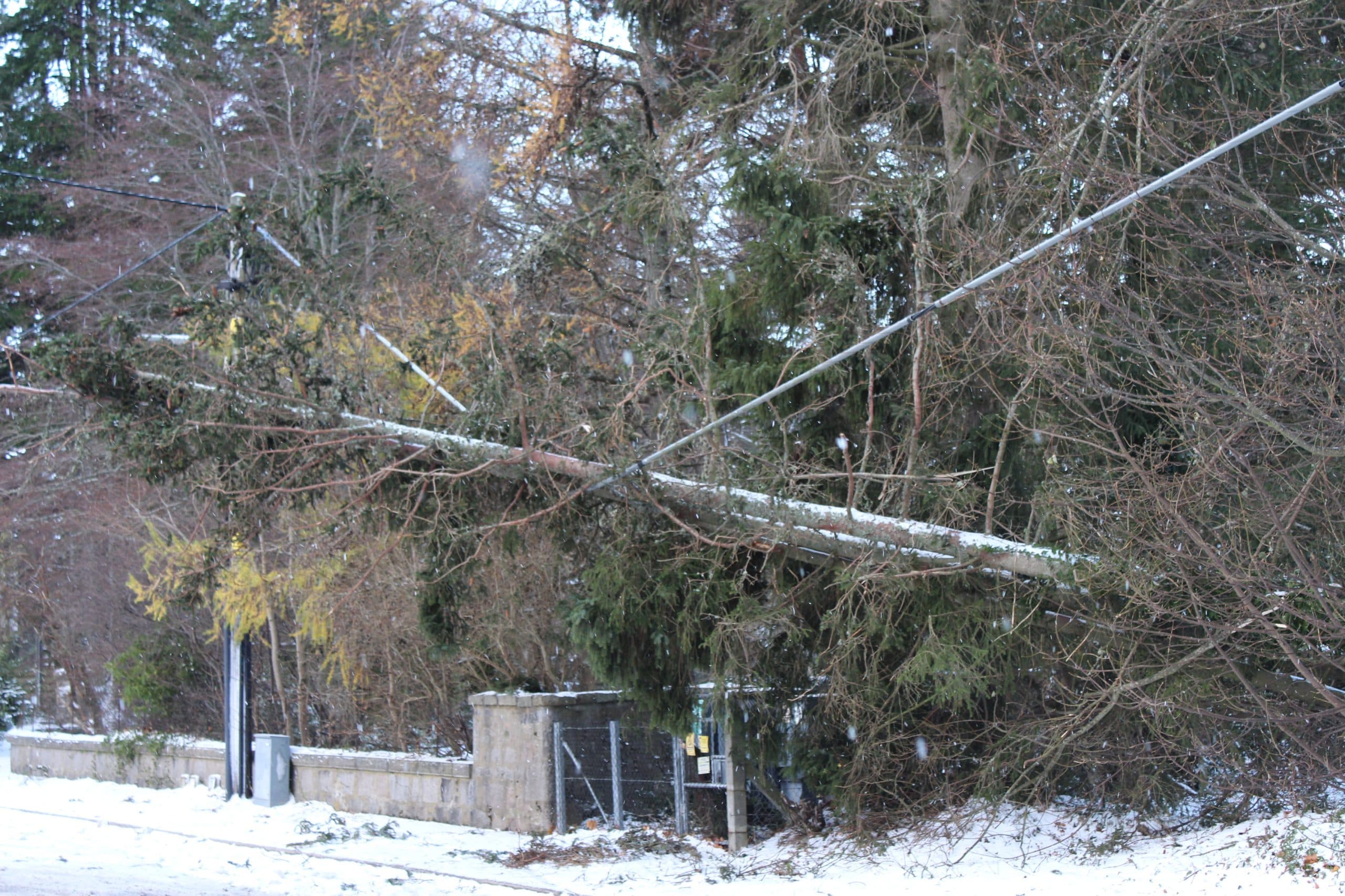 Fallen tree on power line Ballater 28.11.21