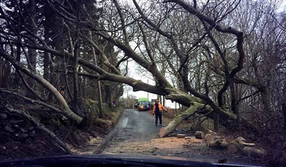 treeinroad